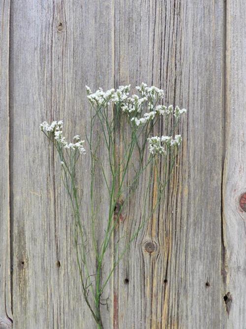 WHITE LIMONIUM